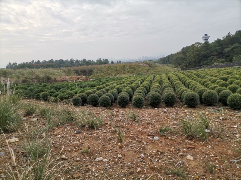 木犀榄大球