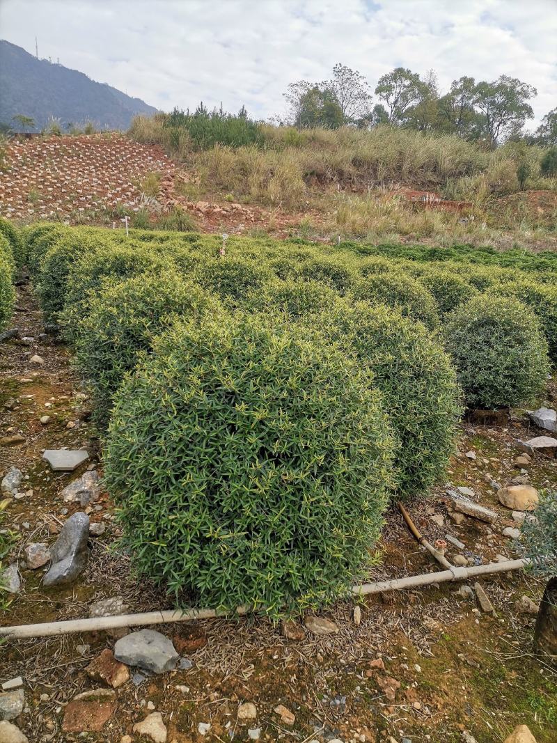 木犀榄大球