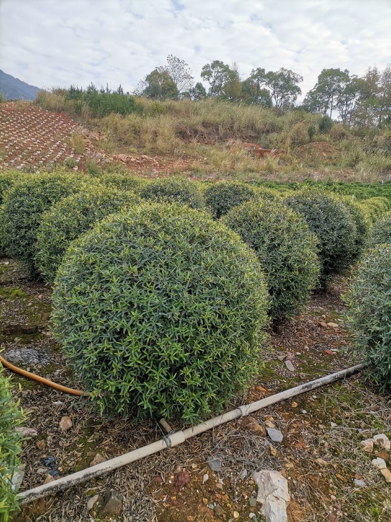 木犀榄大球