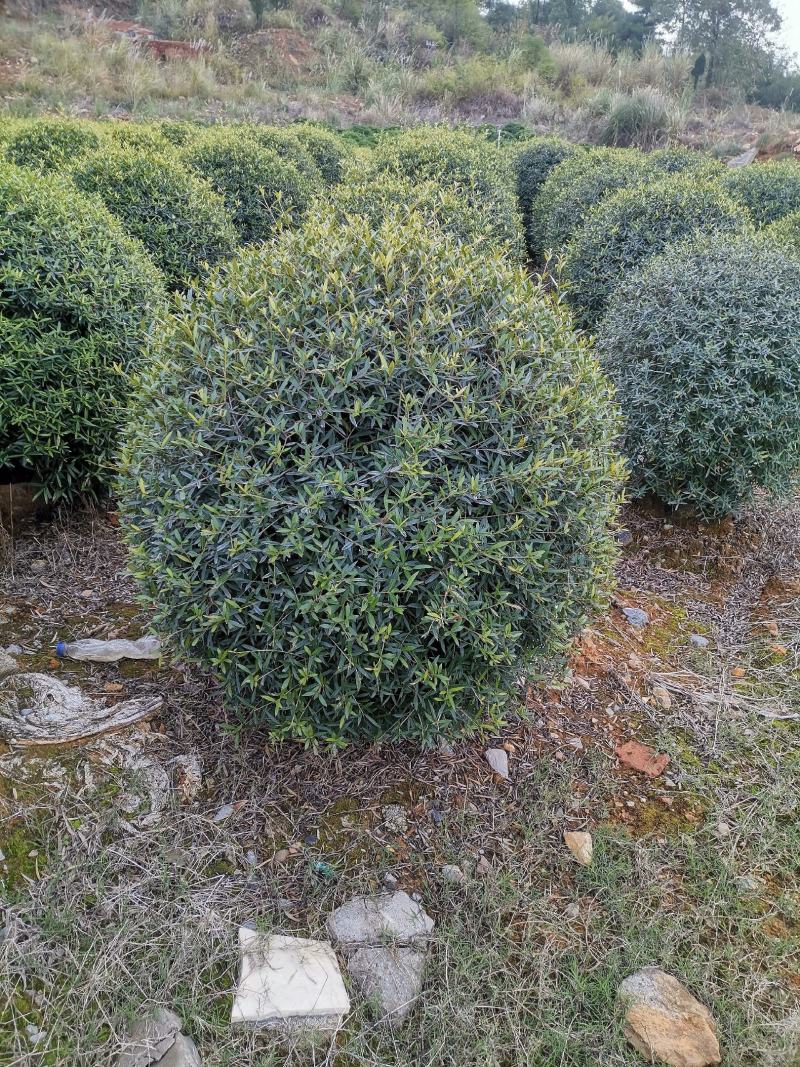 木犀榄大球