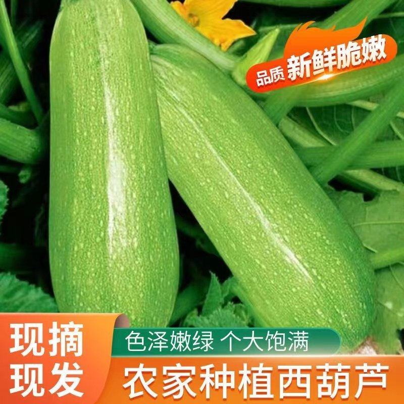 云南元谋精品西葫芦！小瓜！大量上市中！瓜条直皮绿！