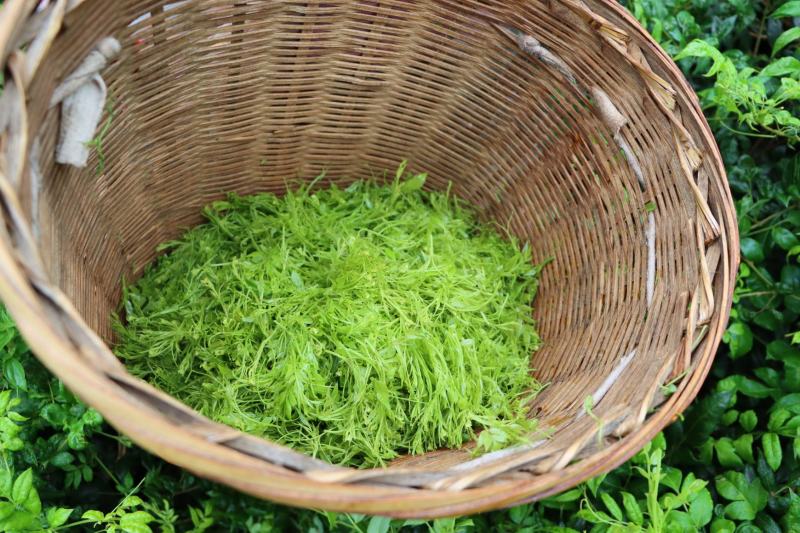 张家界莓茶产自武陵山脉源产地发货厂家直销