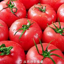云南新鲜西红柿红果货源充足产地直发电商可一件代发
