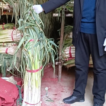 长白大葱产地直发品质保证服务周到诚信经营一手货源