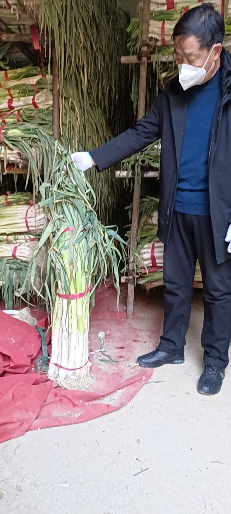 长白大葱产地直发品质保证服务周到诚信经营一手货源