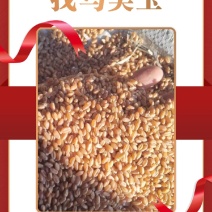 【小麦】精品白麦大宗小麦批发品质保证量大价优欢迎咨询