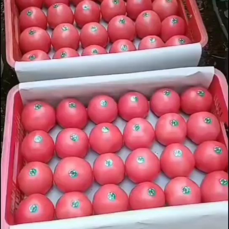 饶阳暖棚硬粉西红柿产地大量供应，各种规格收货有散倒，装筐
