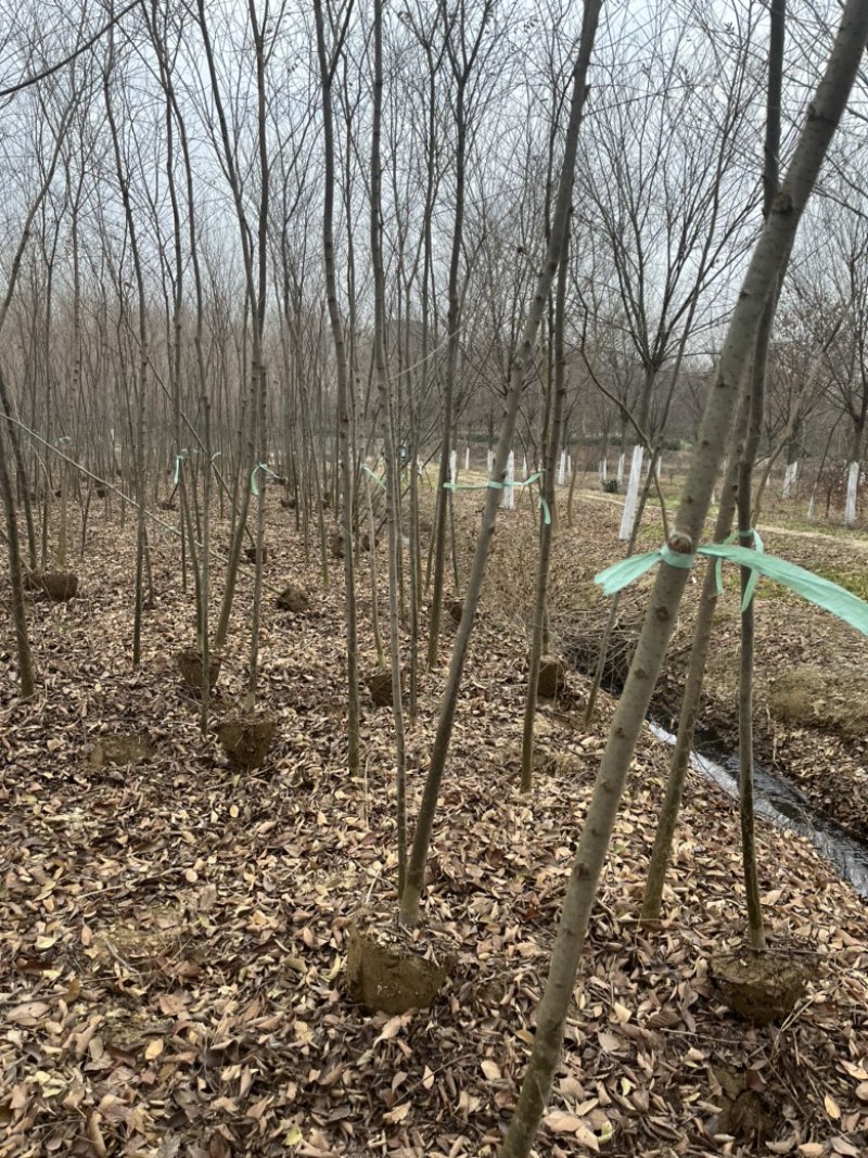 榉树苗，1-3年生榉树小苗，各规格榉树小苗，全国发货