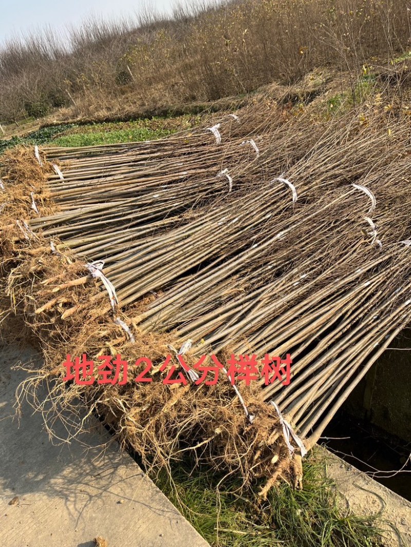 榉树苗，1-3年生榉树小苗，各规格榉树小苗，全国发货