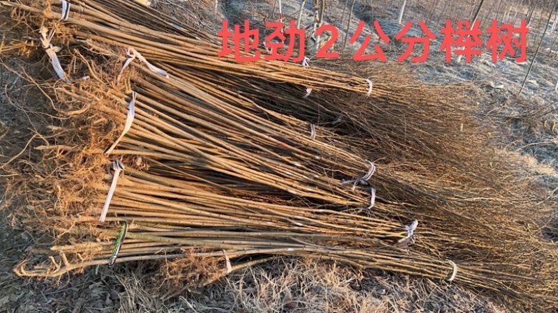 榉树苗，1-3年生榉树小苗，各规格榉树小苗，全国发货