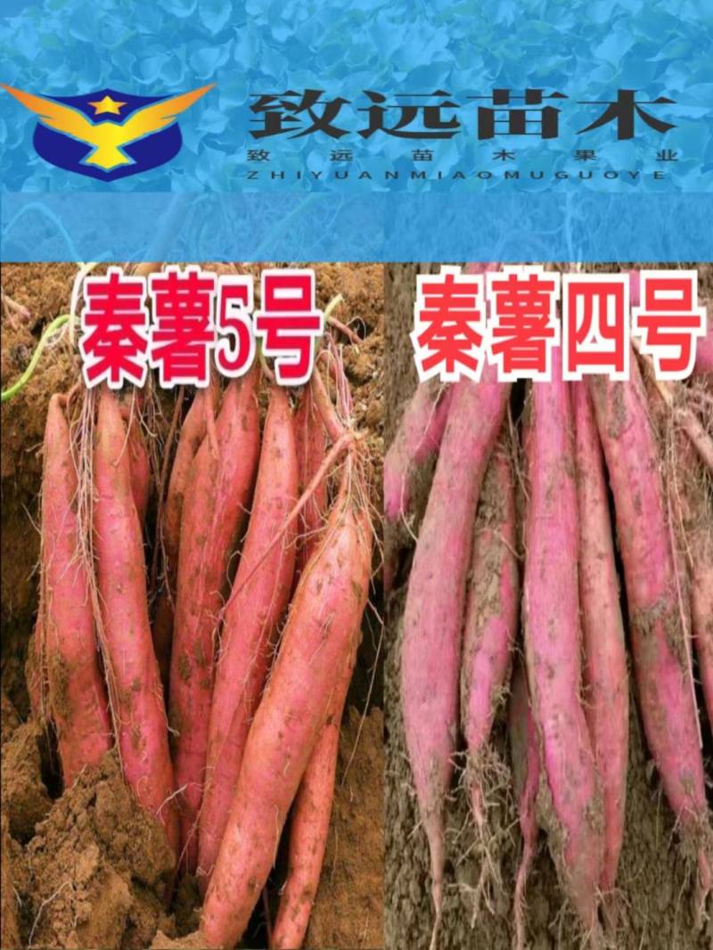 红薯苗