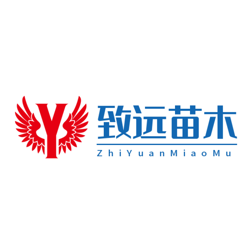 红薯苗