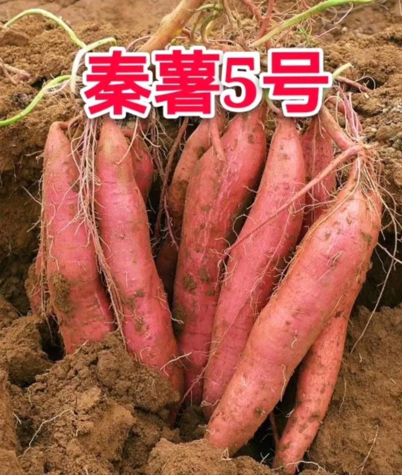 红薯苗
