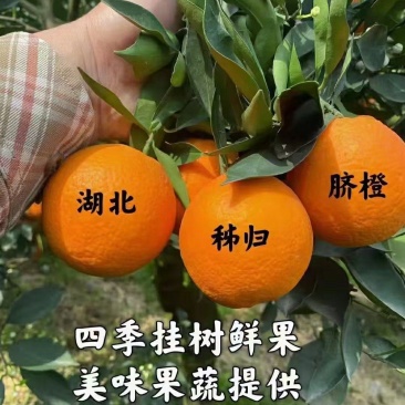 秭归精品脐橙