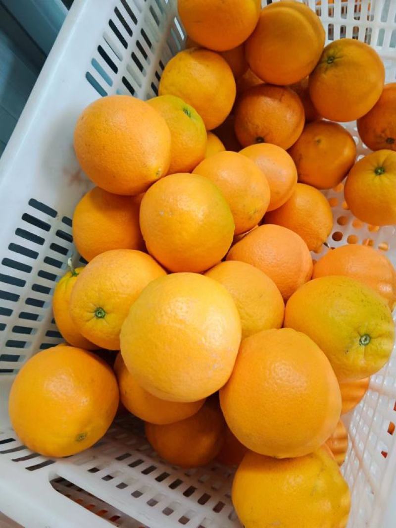 秭归精品脐橙