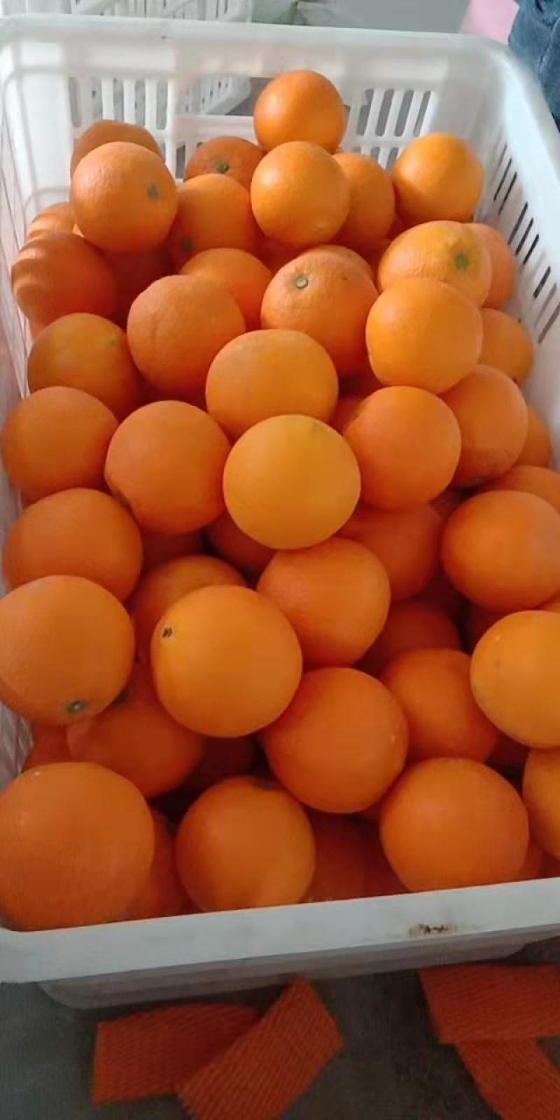 秭归精品脐橙