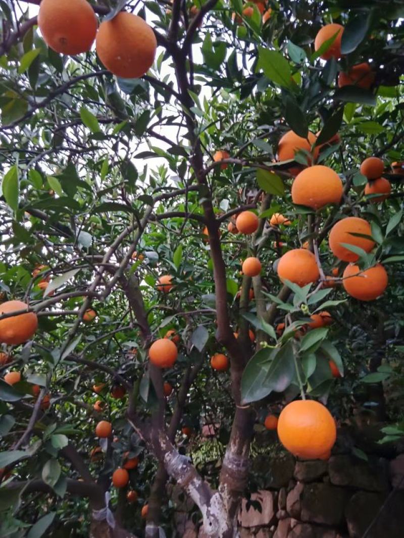 秭归精品脐橙