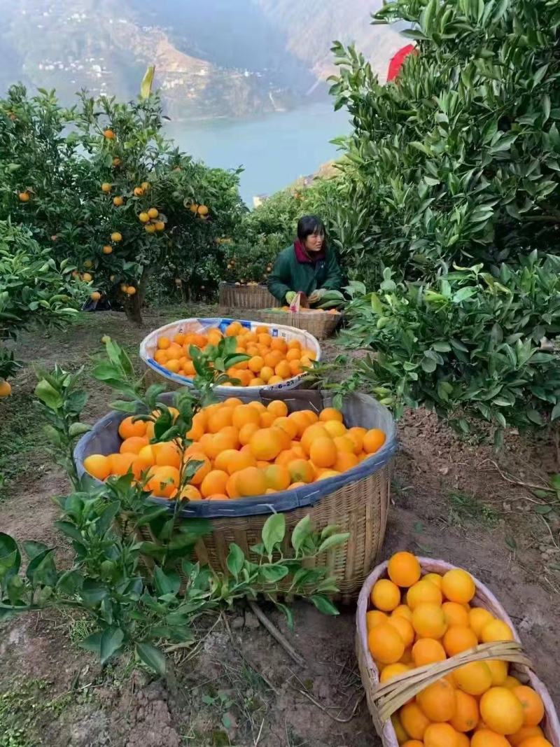 秭归精品脐橙