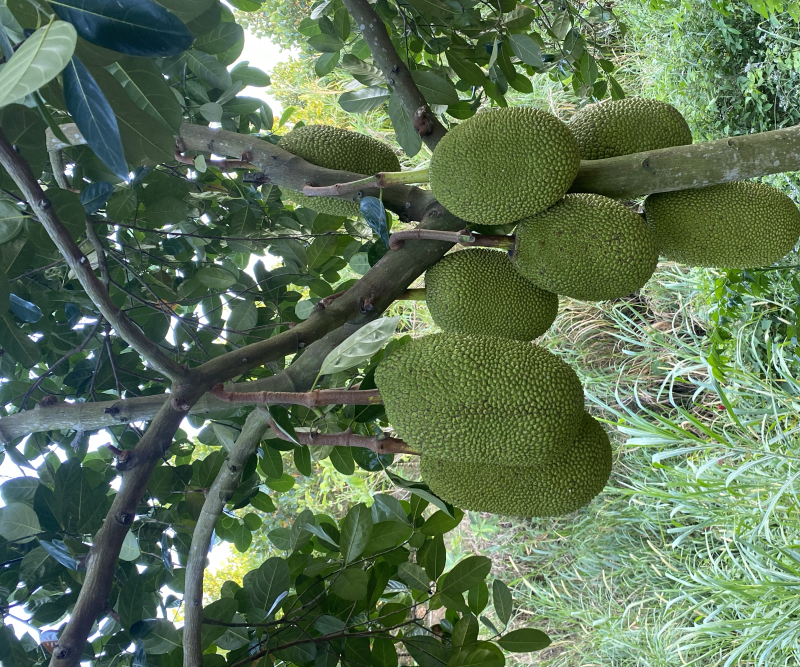 海南陵水8号红肉菠萝蜜