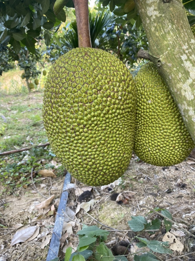 海南陵水8号红肉菠萝蜜