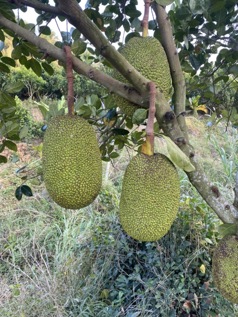 海南陵水8号红肉菠萝蜜