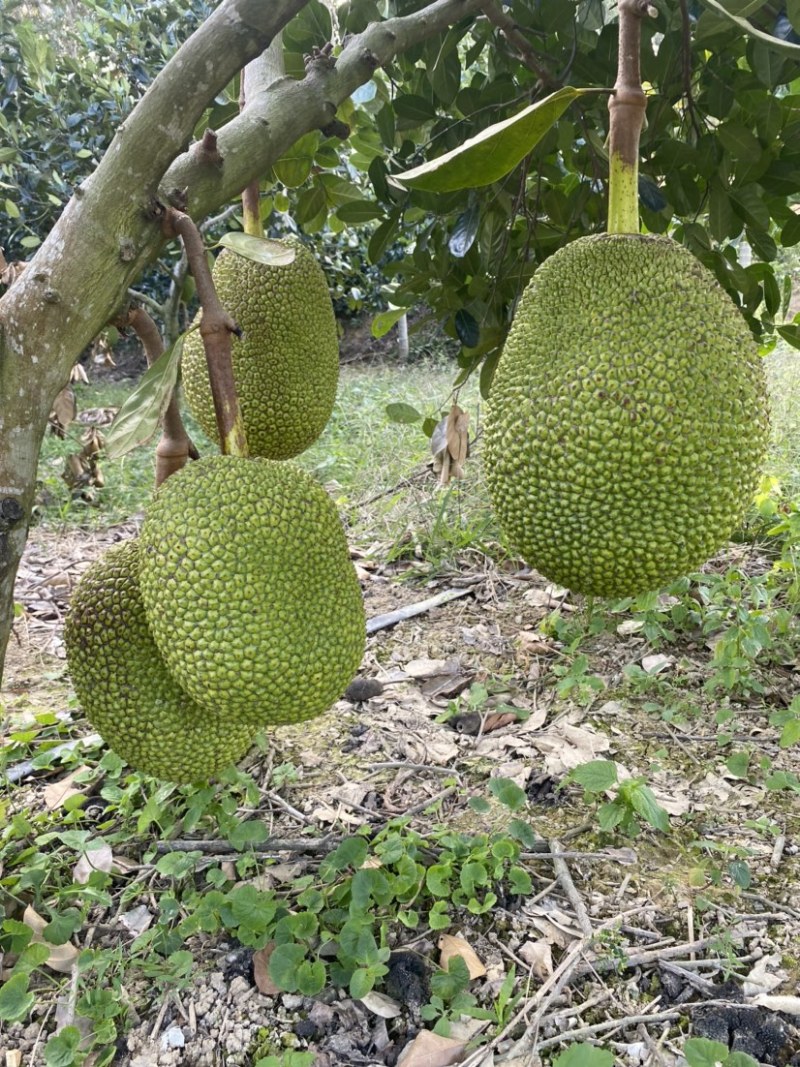 海南陵水8号红肉菠萝蜜