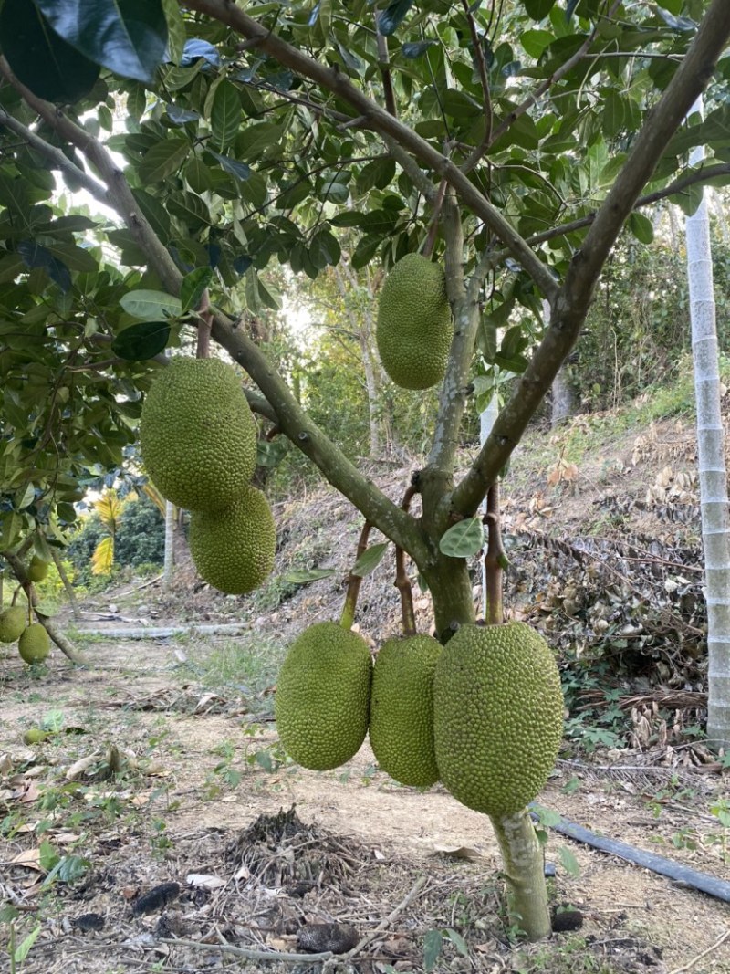 海南陵水8号红肉菠萝蜜