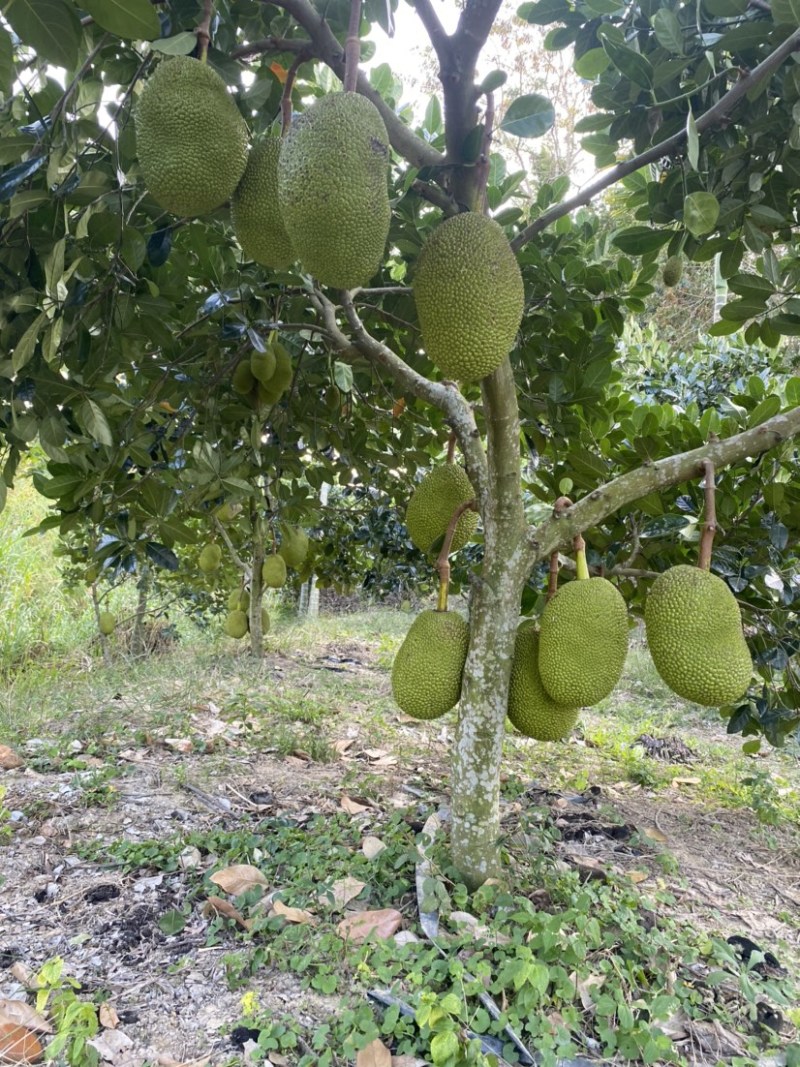 海南陵水8号红肉菠萝蜜