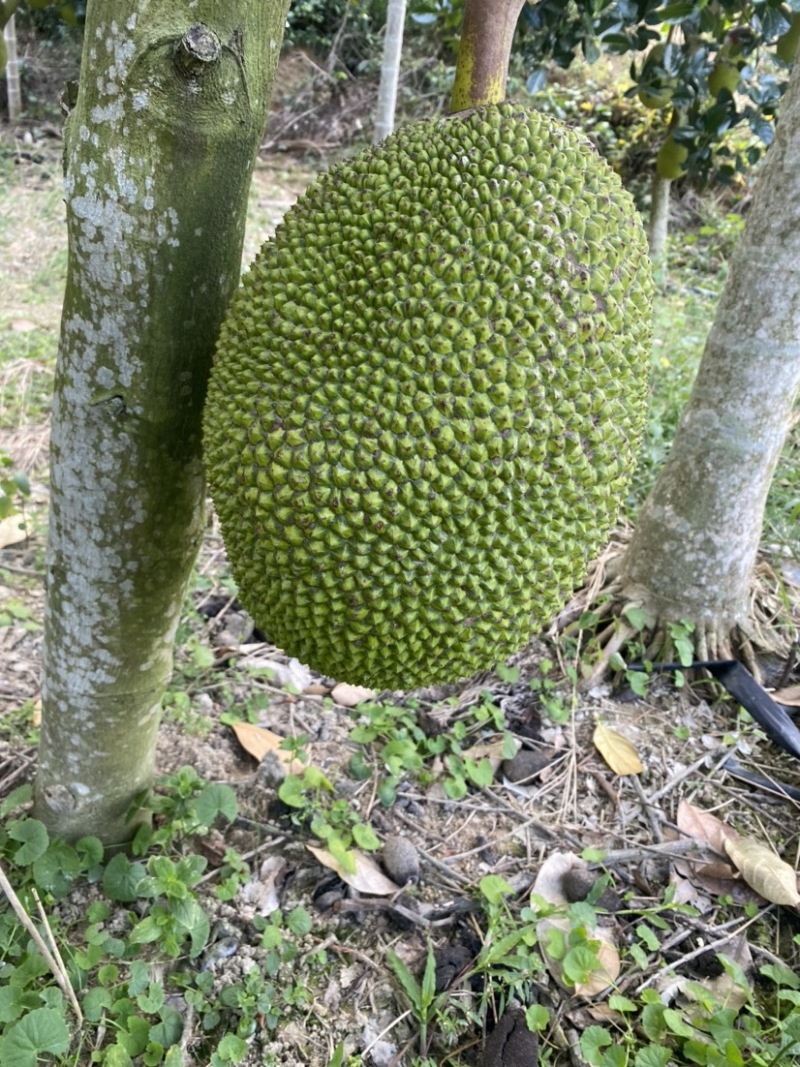 海南陵水8号红肉菠萝蜜