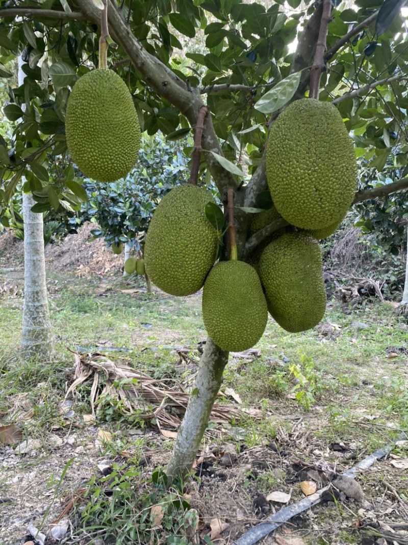 海南陵水8号红肉菠萝蜜