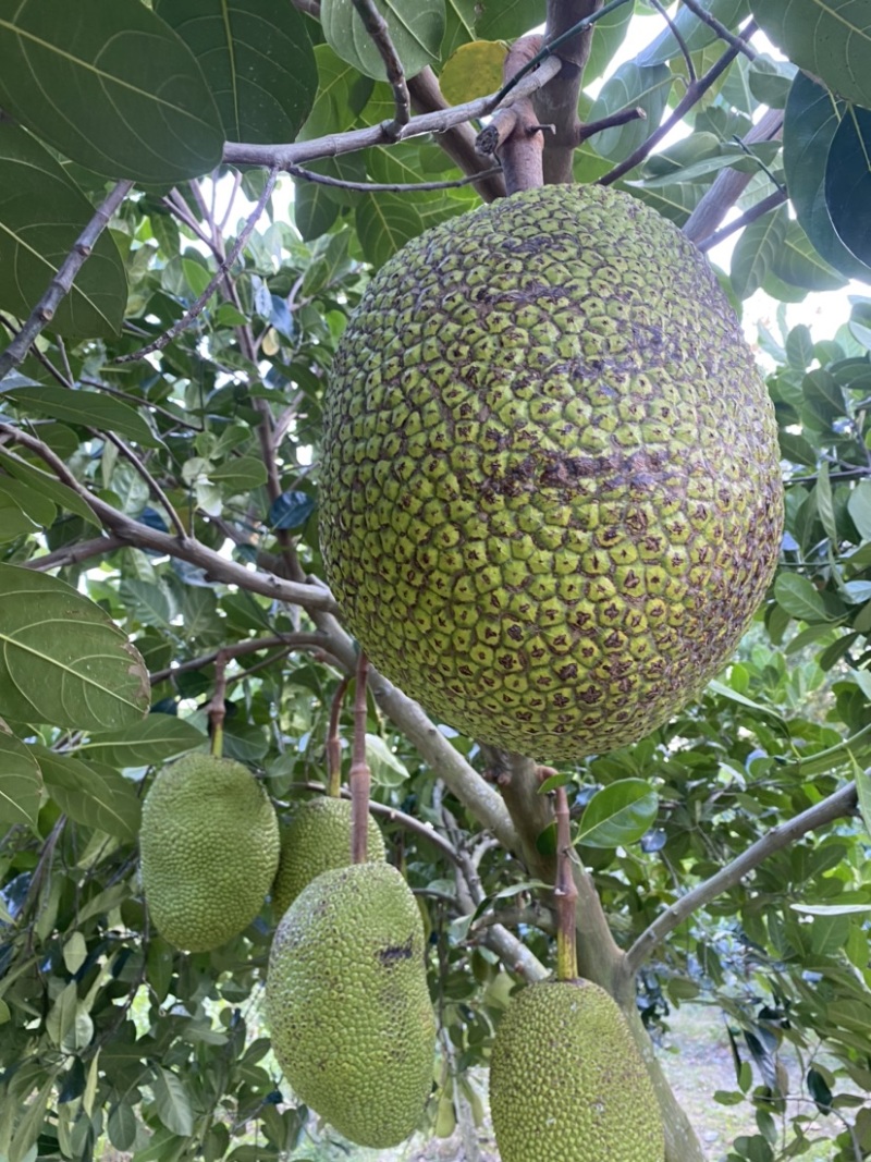 海南陵水8号红肉菠萝蜜