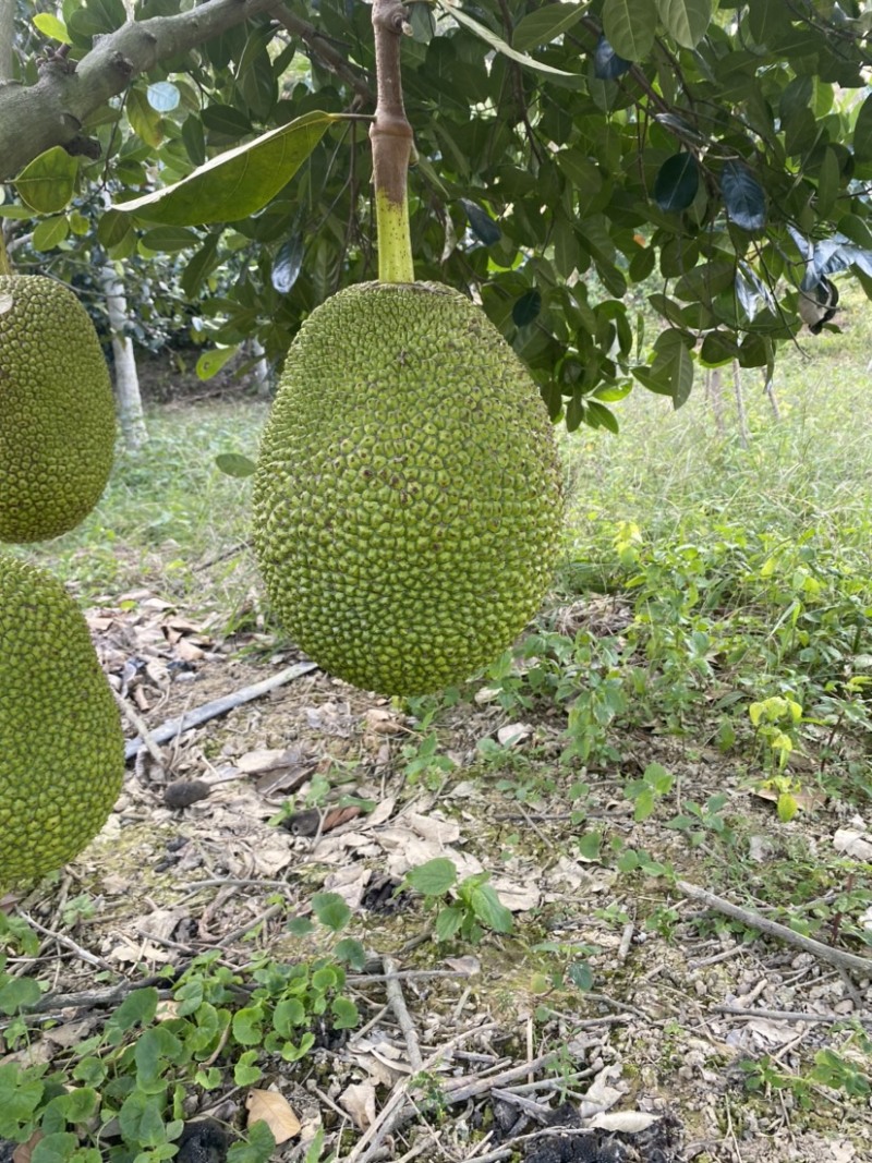 海南陵水8号红肉菠萝蜜