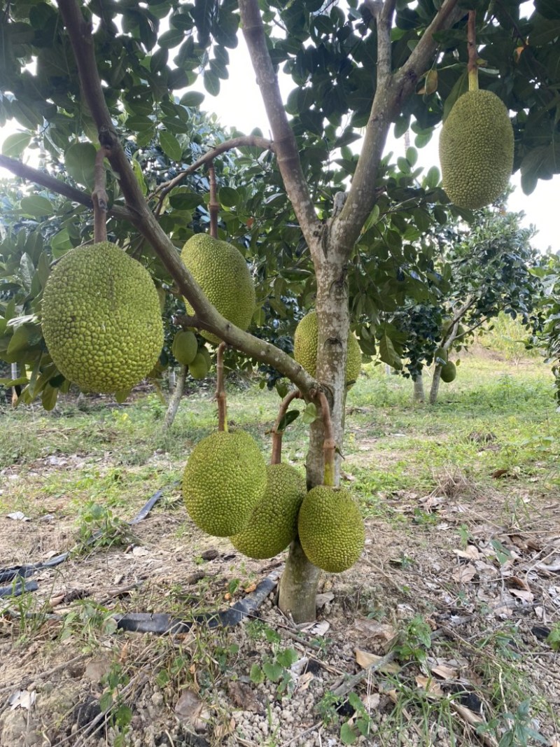 海南陵水8号红肉菠萝蜜