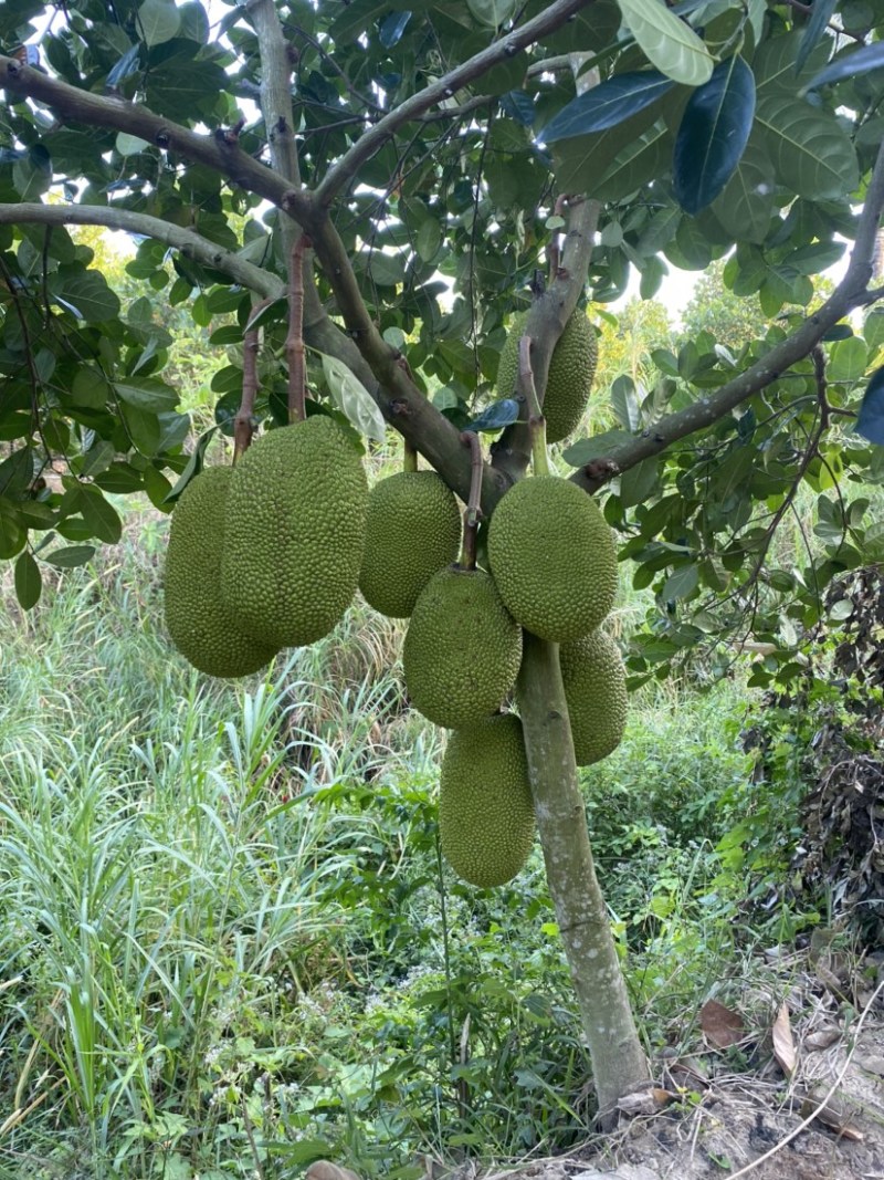 海南陵水8号红肉菠萝蜜