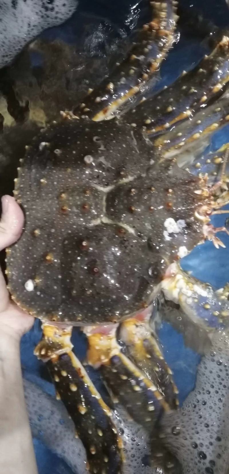 生猛帝王蟹，批发价，一手货源，大量现货，质量非常。