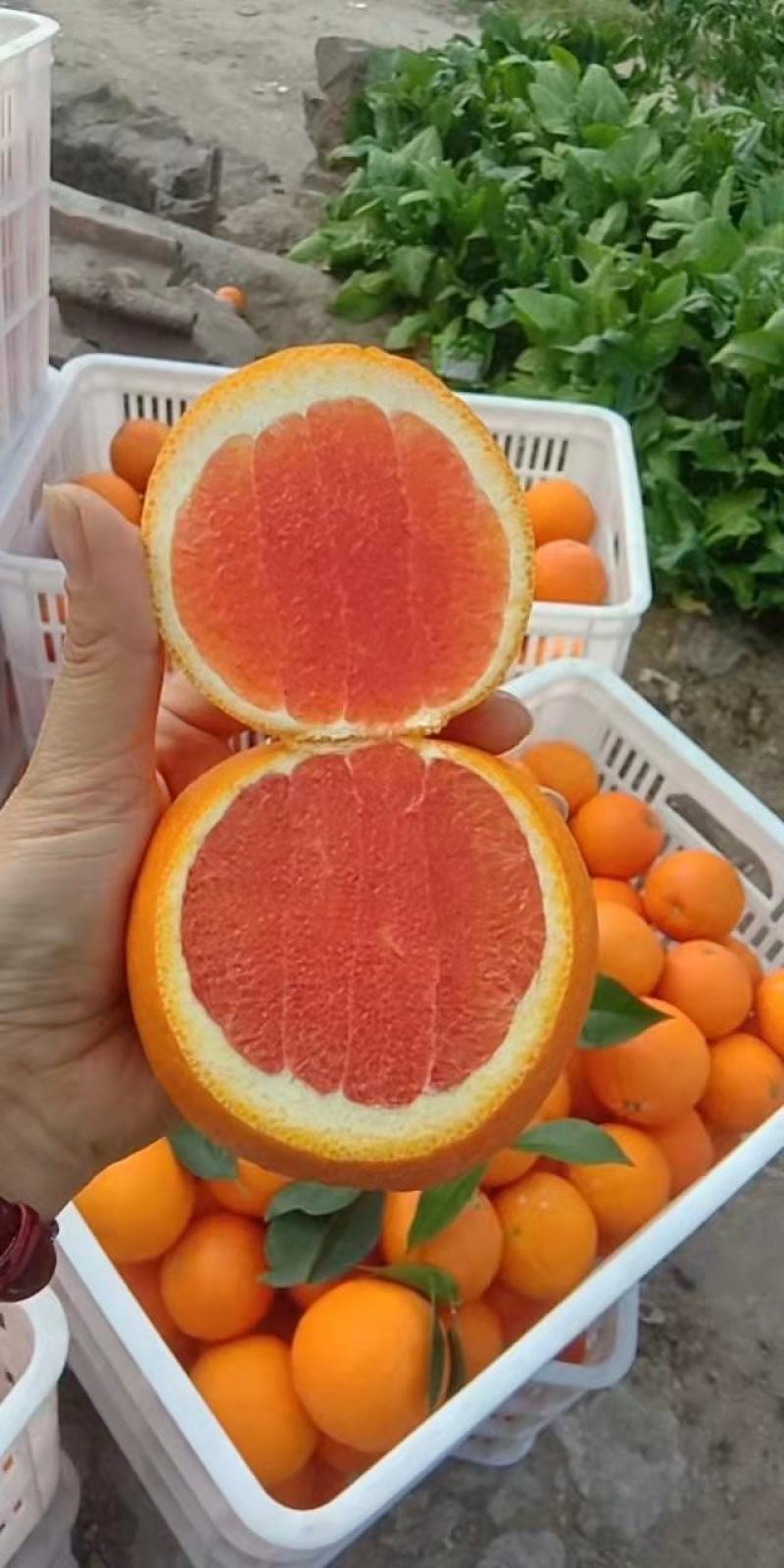 精品中华红心橙