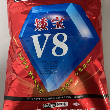 矮宝v8玉米种子厂家正品保证抗倒抗病棒大产量高