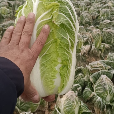 黄心白菜