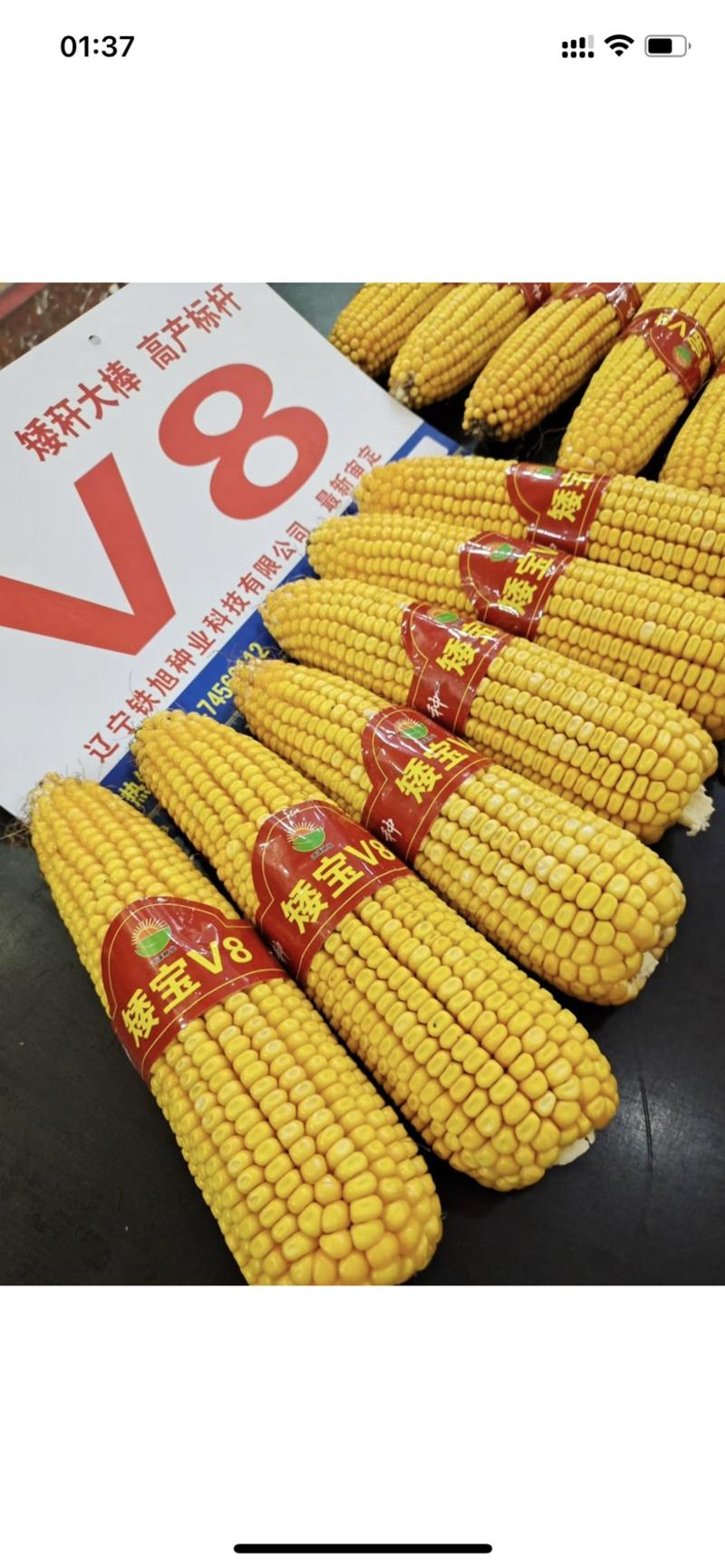 矮宝v8玉米种子厂家正品保证抗倒抗病棒大产量高