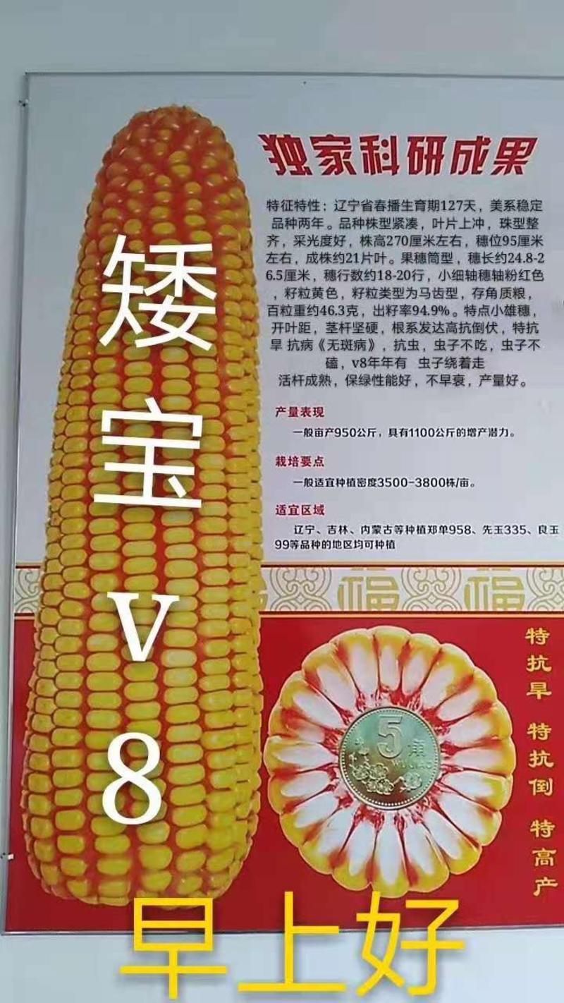 矮宝v8玉米种子厂家正品保证抗倒抗病棒大产量高