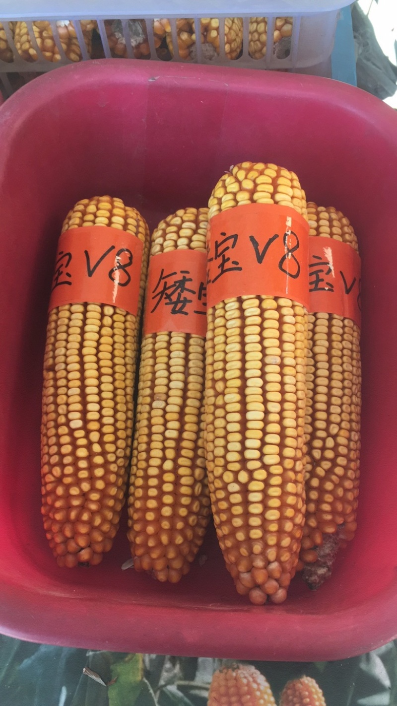 矮宝v8玉米种子厂家正品保证抗倒抗病棒大产量高