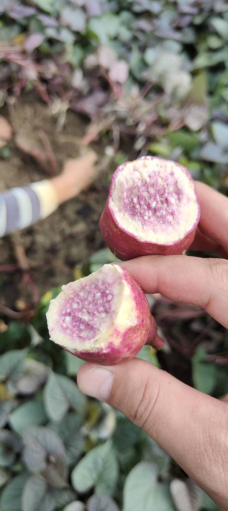 沙地种植南沙一点红口感香糯甜绿色天然食品