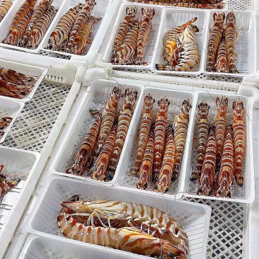 【优选】盒装斑节虾海鲜现货量大支持电商代发