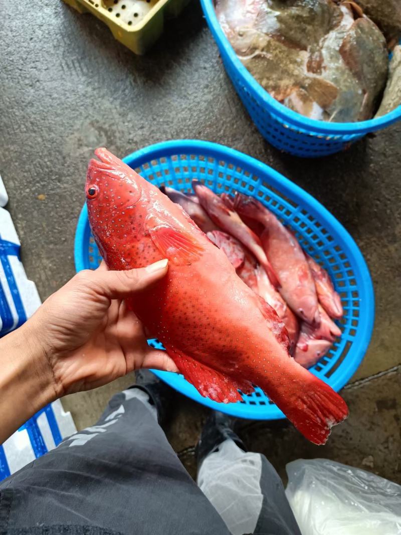 冰鲜东星斑，品质保证，货源充足，常年供应。