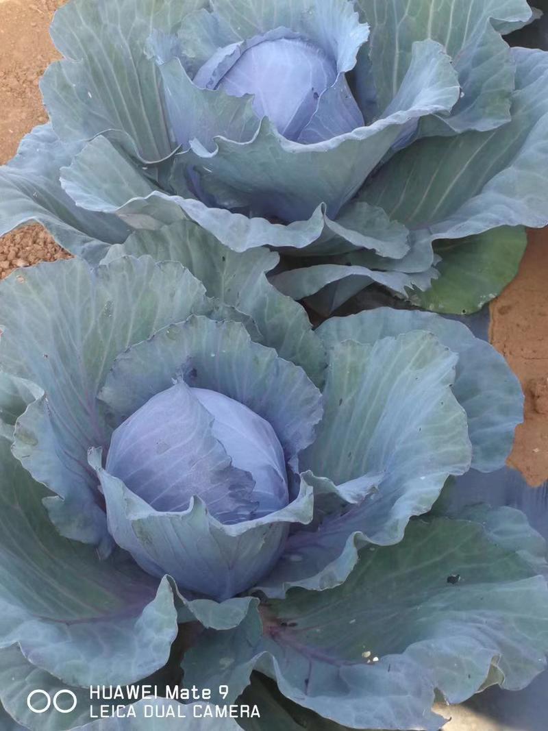 瑞西紫甘蓝种子叶片厚耐热耐裂抗病性强产量高