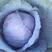 瑞西紫甘蓝种子叶片厚耐热耐裂抗病性强产量高