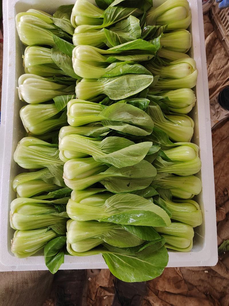 精品小油菜，颜色深绿，棵匀整齐，基地直发欢迎来电