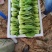精品小油菜，颜色深绿，棵匀整齐，基地直发欢迎来电