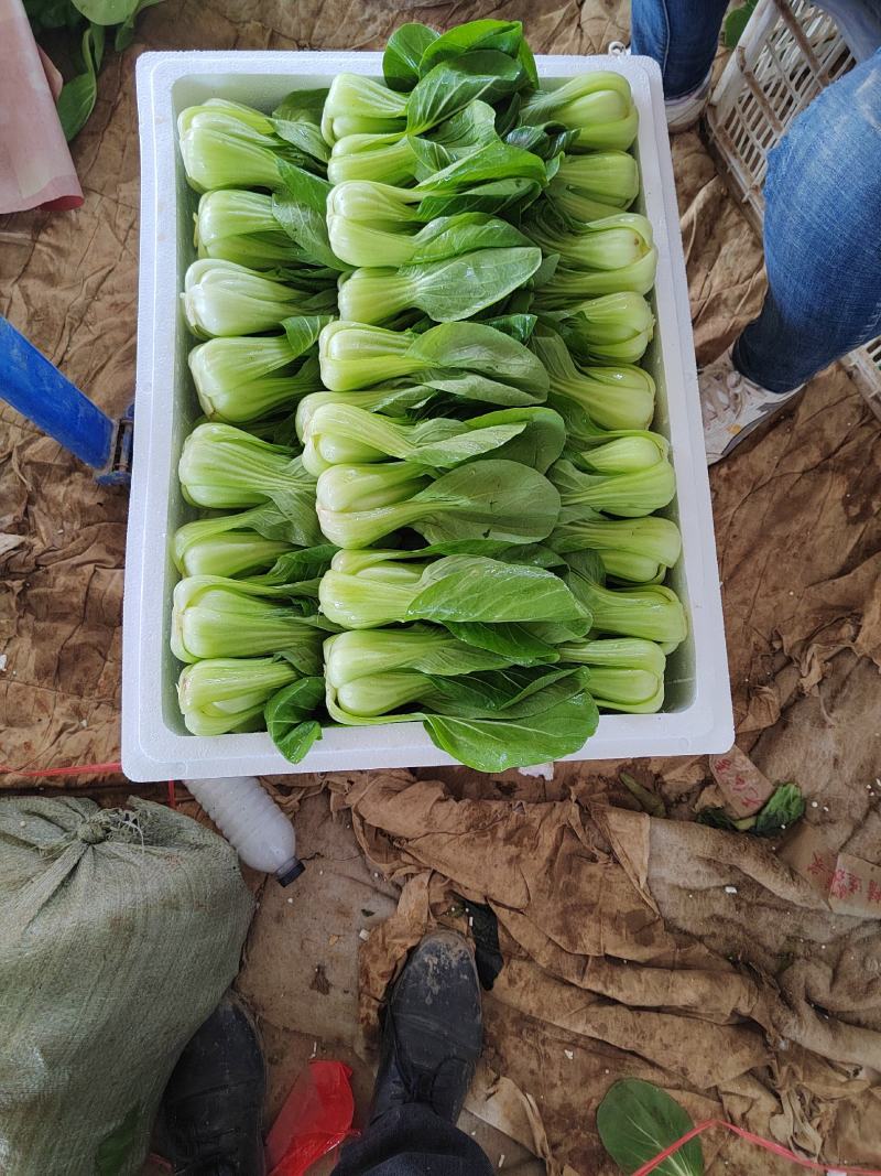 精品小油菜，颜色深绿，棵匀整齐，基地直发欢迎来电