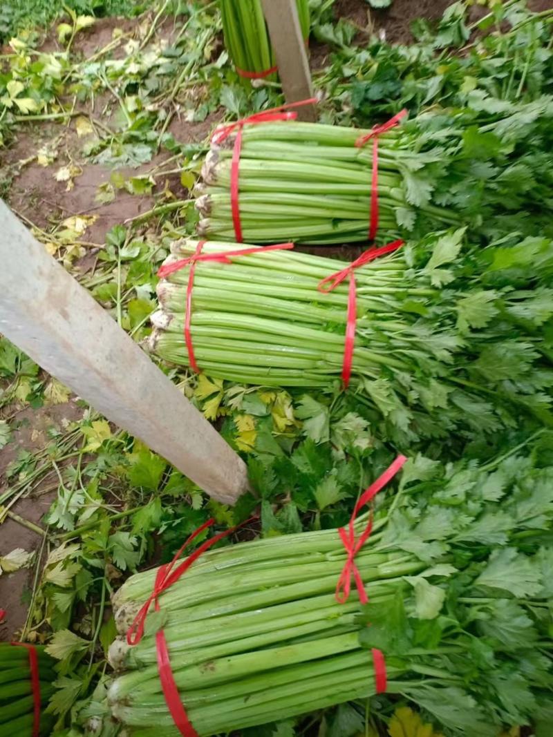 西芹芹菜货源充足大量上市品质好价格低长期供货